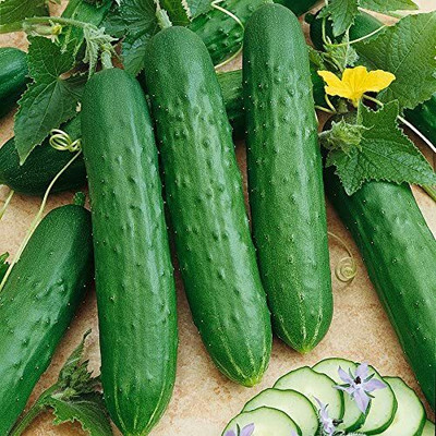 WILLVINE VXI-115 Saladmore Bush Hybrid Cucumber Seeds-400 Seed(400 per packet)