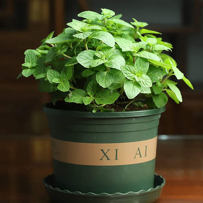 CYBEXIS Mint Seed(2800 per packet)