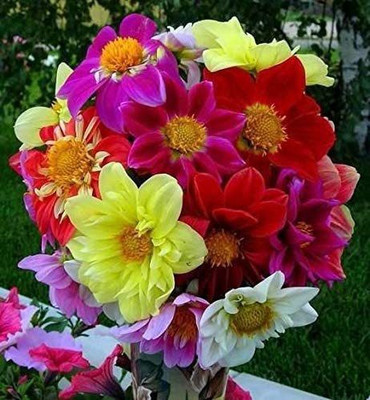 CYBEXIS PUAS-60 - Dahlia Funny Guys Mix - (60 Seeds) Seed(60 per packet)