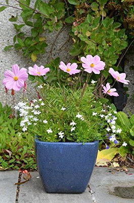 VibeX VXI-2 - Flower : Sonata Mix Cosmos - (90 Seeds) Seed(90 per packet)