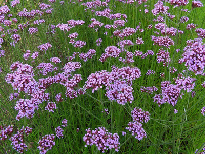 Aywal Verbena Mix Seed(20 per packet)