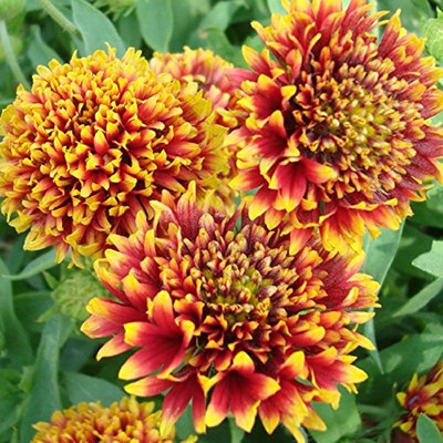 Qualtivate PAU-18 GAILLARDIA Double Flower Mixed Seeds Seed(50 per packet)