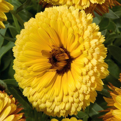 Quentova Calendula Touch of Red Yellow Flower-CTU Seed(40 per packet)
