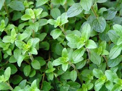 CYBEXIS LXI-56 - Italian Oregano - Wild Marjoram - (450 Seeds) Seed(450 per packet)