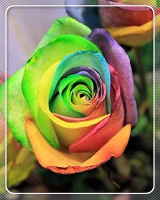 Qualtivate AXL-1AT Hybrid Rose Seeds Seed(25 per packet)