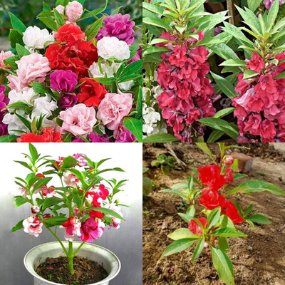ibains Balsam flower seeds red color 22 Seed(22 per packet)