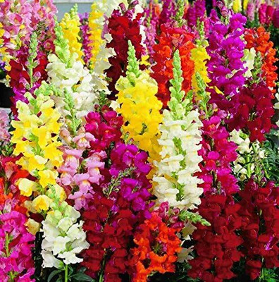 CRGO ANTIRRHINUM Seed(15 per packet)