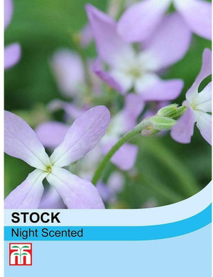 LPR STOCK Seed(5 per packet)