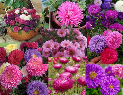 Aywal Aster Seed(10 per packet)
