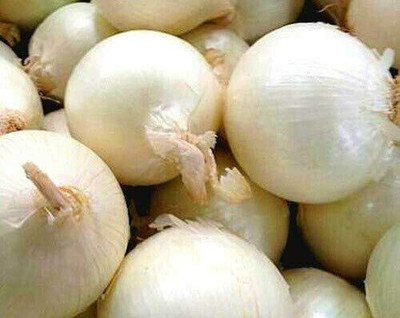CYBEXIS Seeds of Vegetable White Onion Avalon (Allium Cepa)1000 Seeds Seed(1000 per packet)