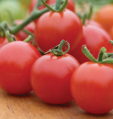 Biosnyg Disease-Resistant Sweet 100 Cherry Tomato Seeds For Planting - (1000 Seeds) Seed(1000 per packet)