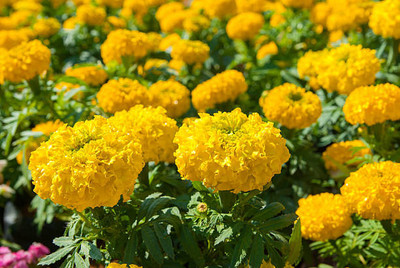 Epoojacart marigold/gende ka phool flower seeds Seed(75 per packet)