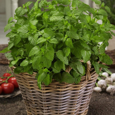 Qualtivate GBPT-3A Lemon Balm Herb Seed Seed(200 per packet)