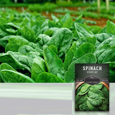 Qualtivate AXL-1AT Viroflay Spinach Seed for Planting Seed(50 per packet)