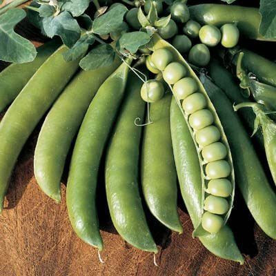 VibeX ® VXI-497 Pea Lincoln Seeds Seed(50 per packet)