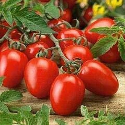 Aywal High Yield Tomato F1 RED Ruby Hybrid Seed(9000 per packet)
