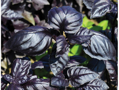 WILLVINE ATS-4 Ocimum basilicum - Amethyst Basil Seed(2000 per packet)