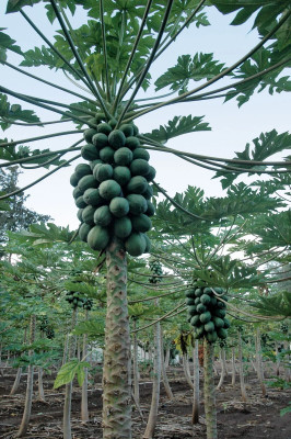 jkfarm Papaya Seed(250 per packet)