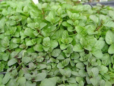 CYBEXIS LX-30 - Orange Mint - (150 Seeds) Seed(150 per packet)