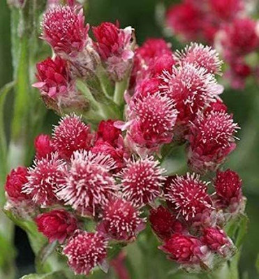 VibeX LX-64 - Kirigami Ornamental Oregano - (450 Seeds) Seed(450 per packet)
