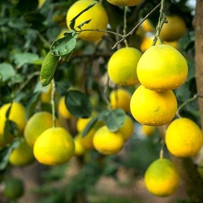 Lorvox Darjeeling variety Mosambi Citrus Limetta Seed(56 per packet)