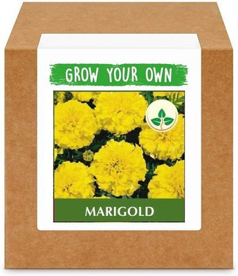 CYBEXIS Marigold100 Seeds Seed(100 per packet)