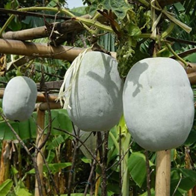 TRICONE white gourd, winter gourd, ash pumpkin, Petha 135 Seeds G47 Seed(135 per packet)