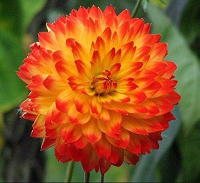 CRGO DAHLIA Seed(50 per packet)