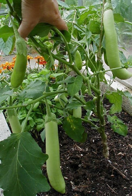 Jignishaseeds Green Brinjal / Baigan Seed(50 per packet)