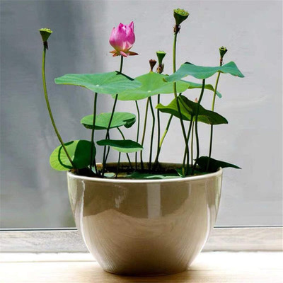 CRGO ® CBZ-57 Water Lily Flower Plant Finest Viable Seed(35 per packet)