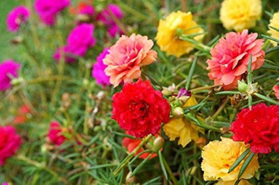 BDSresolve Portulaca flower seeds/Portulaca seeds 20 Seed(20 per packet)