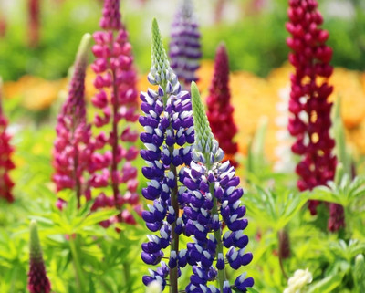 Quentova Persistent lupine - a mixture-RAJ-11W Seed(50 per packet)