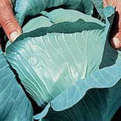 WILLVINE AGRI -X Golden Cross Cabbage Seeds [50g] Seed(15000 per packet)