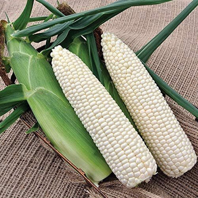 Qualtivate PUA-6A White Corn Heirloom Seed(400 per packet)