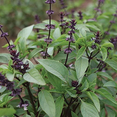 Qualtivate XLL-2 Non-GMO Thai Basil Seeds Seed(1000 per packet)
