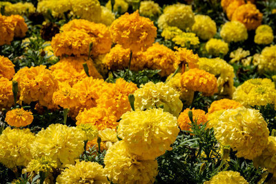 API marigold/gende ka phool flower seeds Seed(50 per packet)