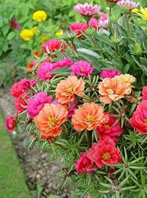 wequality Portulaca grandiflora double mix seeds/Portulaca seeds 52 Seed(52 per packet)