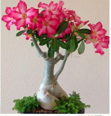 Qualtivate NDIR-225 Mixed Color Adenium Obesum Seeds Seed(30 per packet)