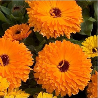 Quentova Calendula Calypso Orange W/Black Center Flower-LIV Seed(25 per packet)