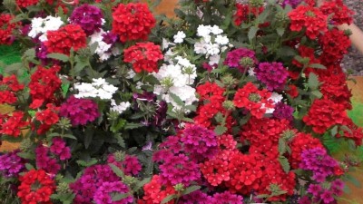 Quentova Mix - Verbena Flower-VK-9F Seed(100 per packet)