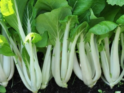 Atlus Oriental Salad, Pak Choi 'Joi Choi Seed(80 per packet)