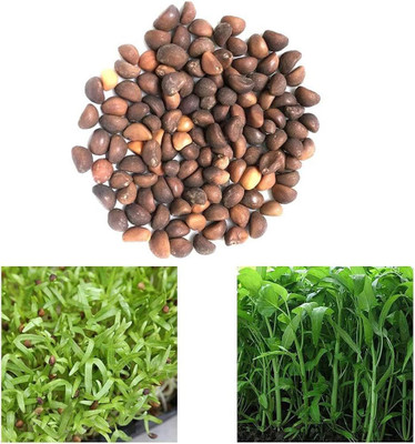 BDSresolve Chinese Spinach Seeds PACK OF 154 Seed(154 per packet)