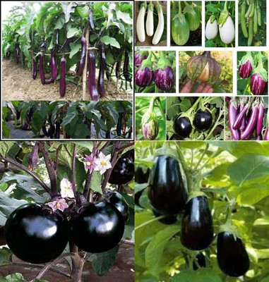 ibains Brijal seeds bij 57 Seed(57 per packet)