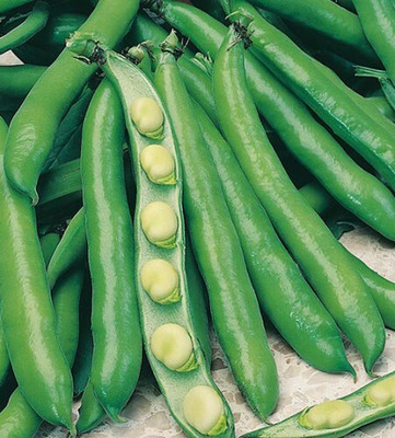 WANCY Broad Fava Bean Aguadulce Supersimonia Seed(25 per packet)