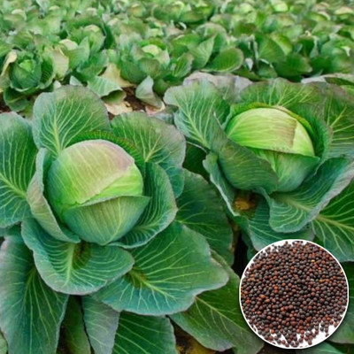 Greenfall Garden Fresh Hybrid Cabbage Seed(50 per packet)