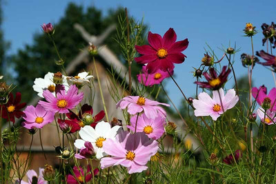 ZIXA Cosmos Mix Seed(50 per packet)