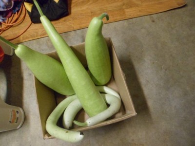 CYBEXIS XL-12 - Long Bottle Gourd - (100 Seeds) Seed(100 per packet)