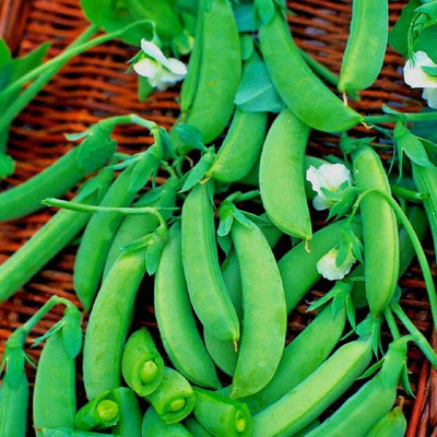 CYBEXIS Hybrid Seeds of Vegetable Pea Progress 800 Seeds Seed(800 per packet)