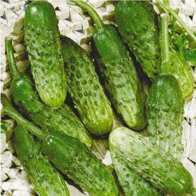 Qualtivate PUA5-A Cucumber Source F1 Rodnichok Open-Pollinated Seed(300 per packet)
