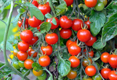 NurseryFriends f1Hybrid Cherry Tomato seeds for planting Seed(191 per packet)